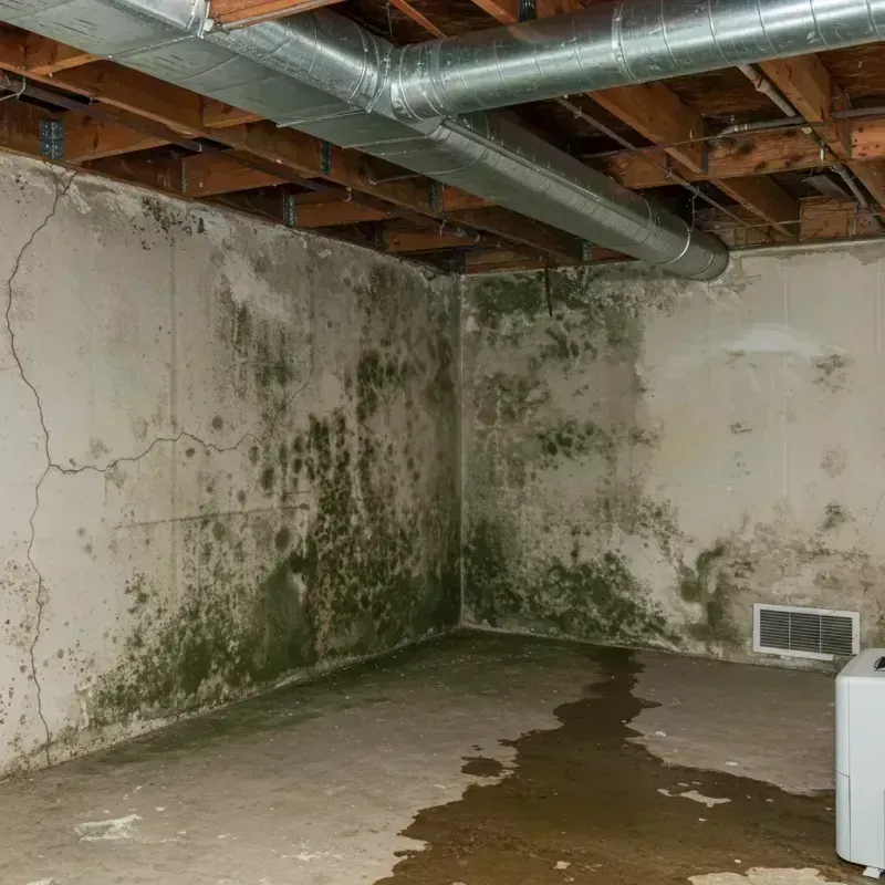 Professional Mold Removal in Paintsville, KY